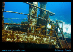 The Sea Star ship wreck in Grand Bahamas. by Margo Cavis 